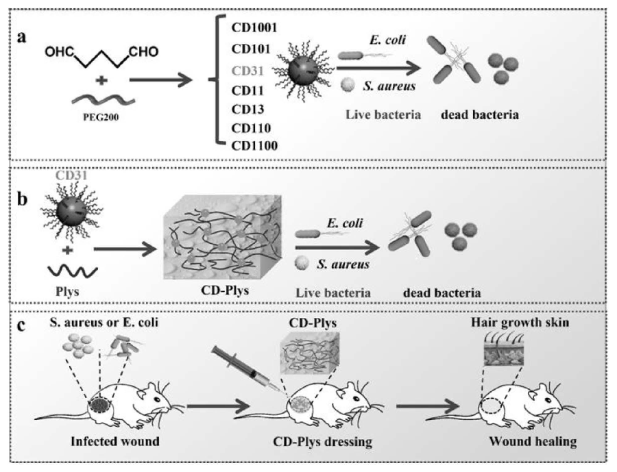 碳納米點、可注射碳納米點-ε-聚賴氨酸水凝膠及其制備方法與應用