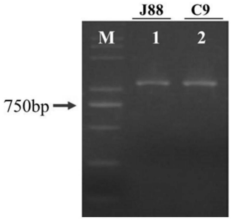水稻OsIDEF1基因強抗逆基因型分子標(biāo)記及其應(yīng)用