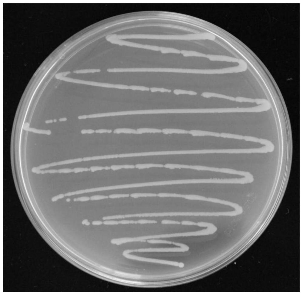 一株可分泌IAA的耐鹽堿促生菌YS-AT1及其應(yīng)用
