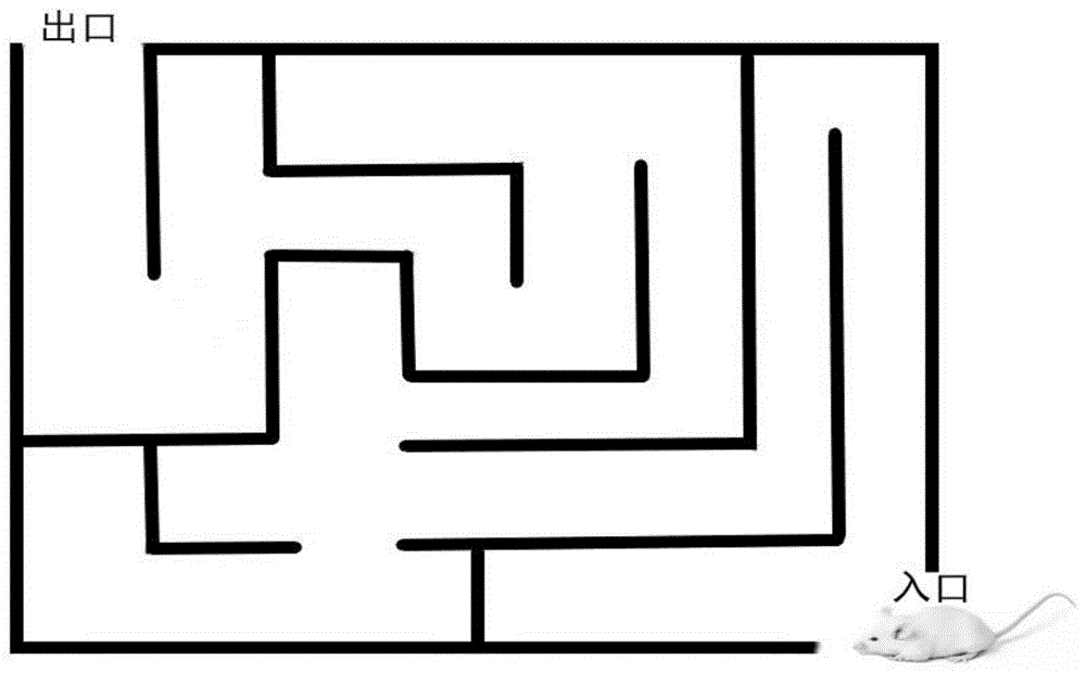 一種黑色食品發(fā)酵型復(fù)合小分子肽、口服液及制備方法和應(yīng)用