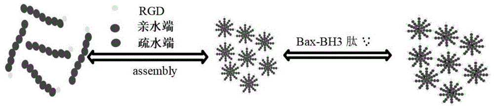 一種抗腫瘤多肽Bax-BH3、熒光高分子納米膠束及其制備方法和應(yīng)用